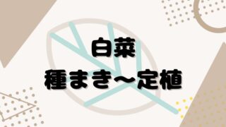 はじめての白菜｜種まき〜定植の成長記録