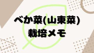 べか菜（山東菜）栽培メモ