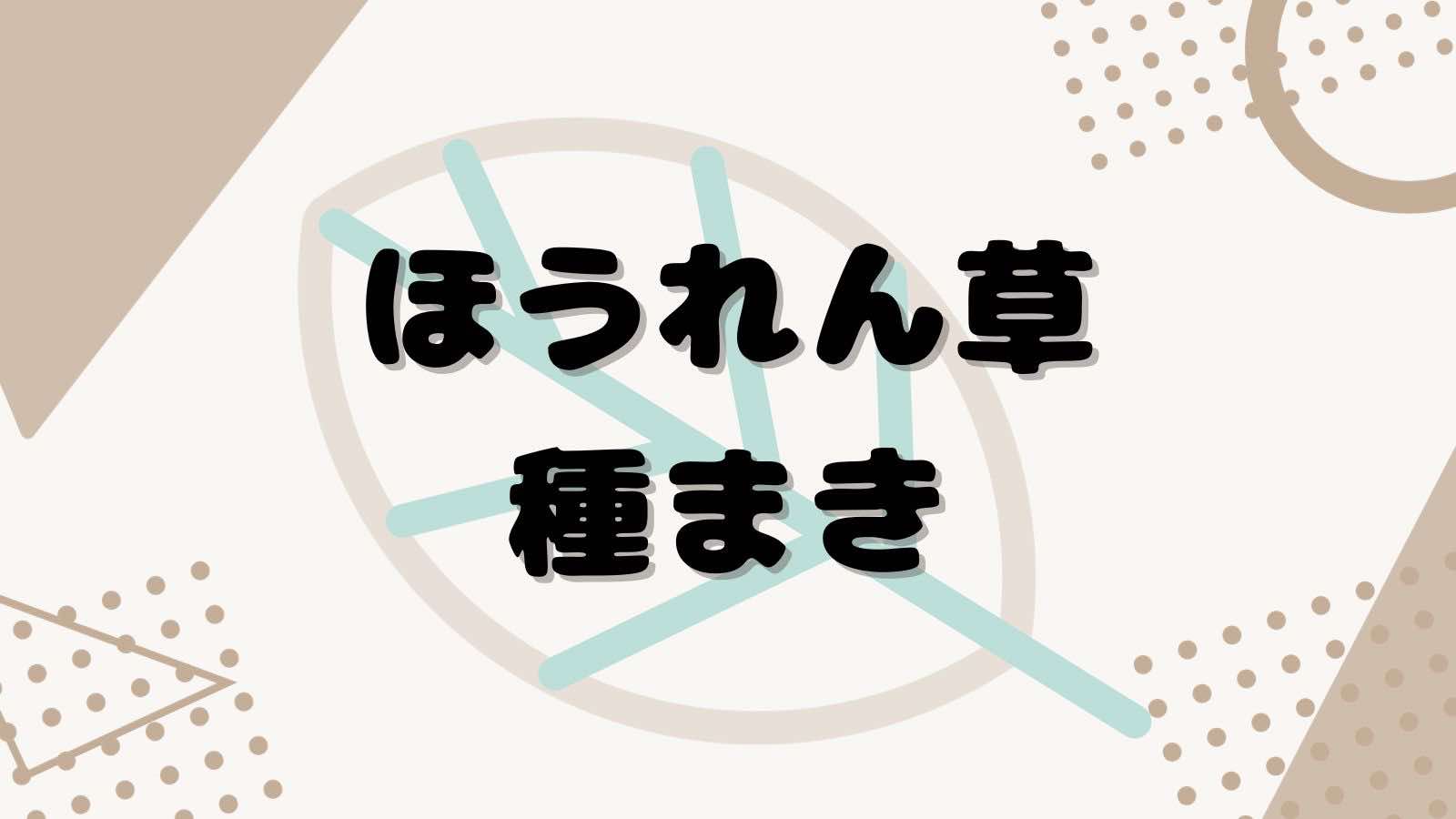 ほうれん草の種まき11月